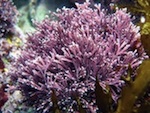 Pink Coralline